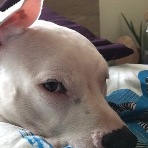 Meet your Posher, Casey